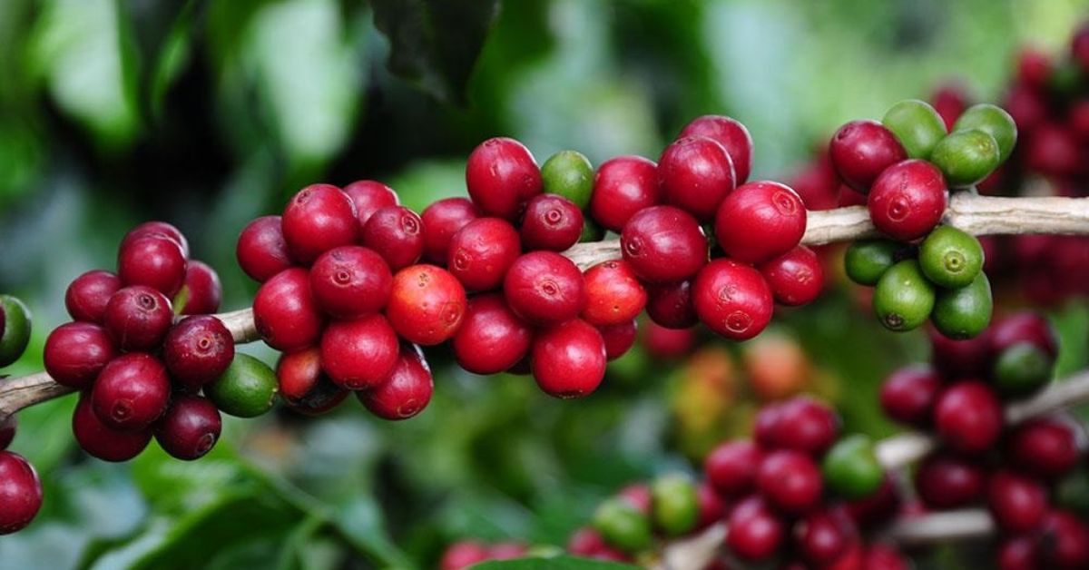 A secular história do café no Brasil